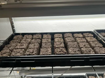 Ілюзія обману: ці речі виглядають як їжа, але їх точно краще не їсти - фото 853743