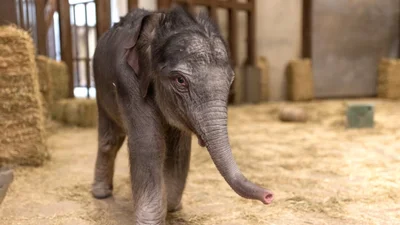 Слоненя вперше у житті приймає ванну з піною - це точно саме те відео, яке не можна пропустити