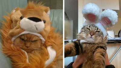 16 злих котів, які планують помсту людям за ці пришелепкуваті костюми