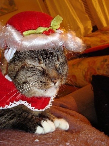 16 злых котов, которые планируют месть людям за эти причудливые костюмы - фото 854059