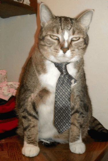 16 злых котов, которые планируют месть людям за эти причудливые костюмы - фото 854060