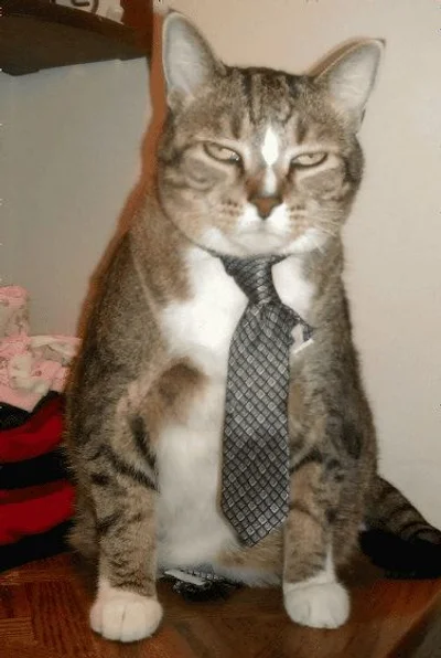 16 злих котів, які планують помсту людям за ці пришелепкуваті костюми - фото 854060