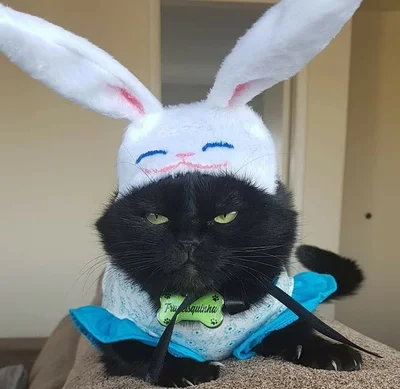 16 злих котів, які планують помсту людям за ці пришелепкуваті костюми - фото 854061