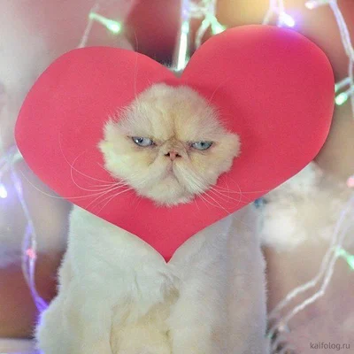 16 злих котів, які планують помсту людям за ці пришелепкуваті костюми - фото 854062