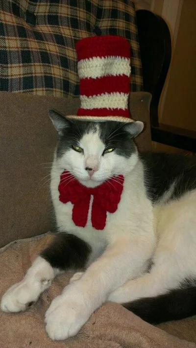 16 злих котів, які планують помсту людям за ці пришелепкуваті костюми - фото 854063