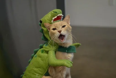 16 злих котів, які планують помсту людям за ці пришелепкуваті костюми - фото 854064