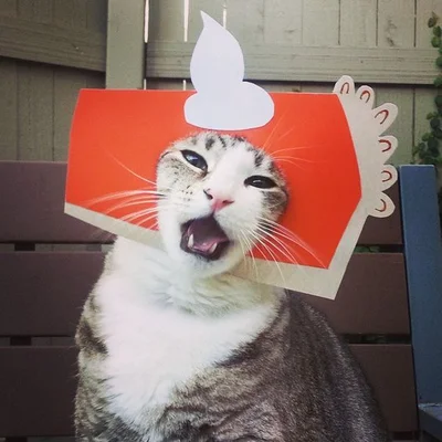 16 злих котів, які планують помсту людям за ці пришелепкуваті костюми - фото 854065