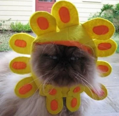 16 злих котів, які планують помсту людям за ці пришелепкуваті костюми - фото 854066