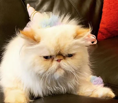 16 злих котів, які планують помсту людям за ці пришелепкуваті костюми - фото 854067