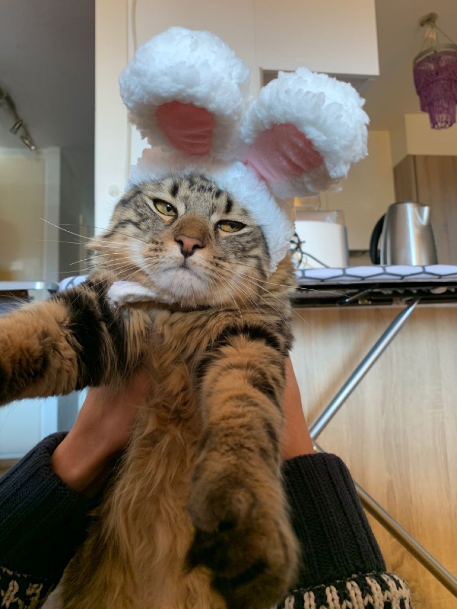 16 злых котов, которые планируют месть людям за эти причудливые костюмы - фото 854068