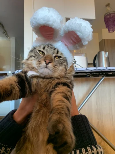 16 злих котів, які планують помсту людям за ці пришелепкуваті костюми - фото 854068