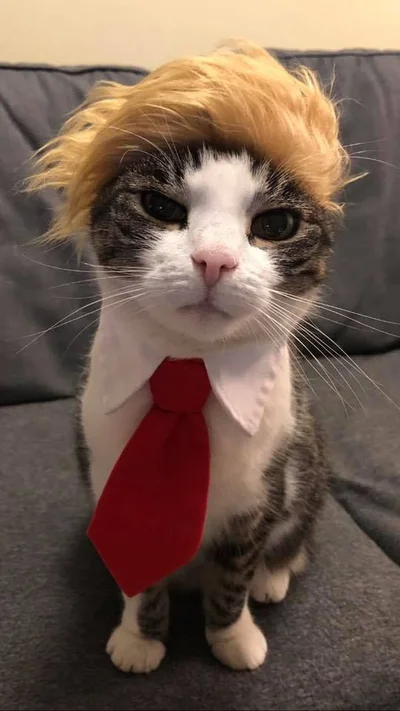 16 злих котів, які планують помсту людям за ці пришелепкуваті костюми - фото 854069