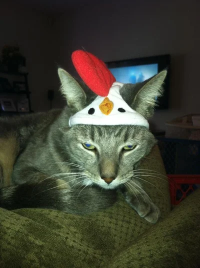 16 злих котів, які планують помсту людям за ці пришелепкуваті костюми - фото 854072