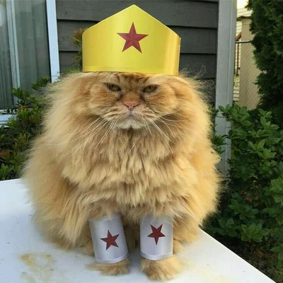 16 злих котів, які планують помсту людям за ці пришелепкуваті костюми - фото 854073