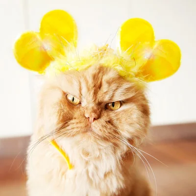 16 злих котів, які планують помсту людям за ці пришелепкуваті костюми - фото 854074