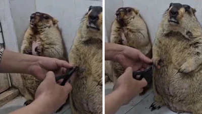 Бабак влаштував справжню драму через манікюр друга - мережа вимагає для нього Оскара