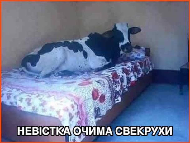 Смешные мемы про свекровей, которые тонко подчеркивают все нюансы семейной жизни - 854269 Смешные мемы про свекровей, которые тонко подчеркивают все нюансы семейной жизни - фото 854269