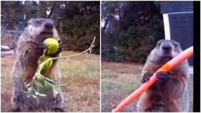 Смішний бабак Чанк на фермі США - фото 854405