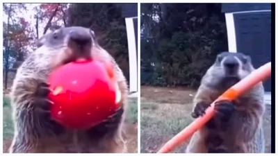 Бабак їсть - смішне відео - фото 854408