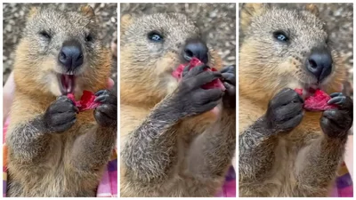 Бабак роками краде городину і їсть її на камеру: смішне відео, яке стало вірусним у мережі