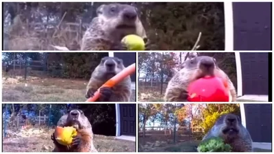 Бабак Чанк краде овочі та фрукти на фермі - прикольне відео - фото 854412