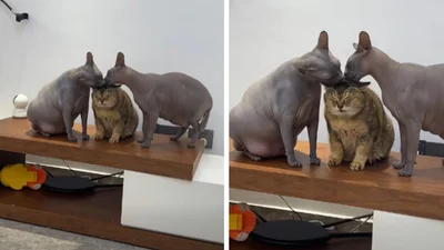 "Он наш": два кота-сфинкса вылизывают третьего пушистого кота в забавном ролике