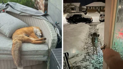 30 випадків, коли тварини несподівано підійшли дуже близько до людей