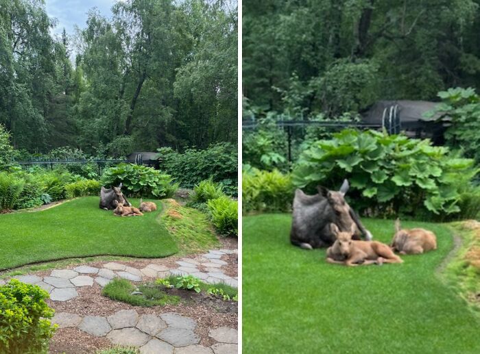 30 случаев, когда животные неожиданно подошли очень близко к людям - фото 854668