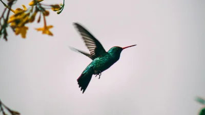 Маленьке диво за вікном: жінка стала свідком народження колібрі