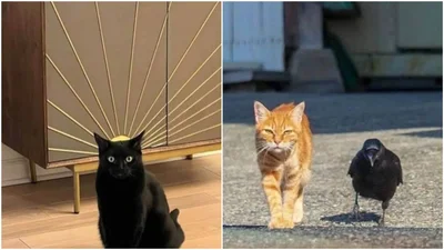 Коли кіт як бос: смішні фото тварин, які дивляться так, ніби ти їм щось винен