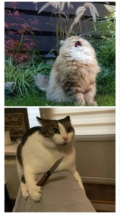 Смішні коти - фото 854970