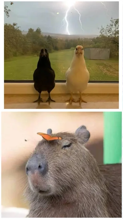 Смішні тваринки - фото 854971