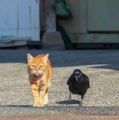 Смішні коти та приколи - фото 854972