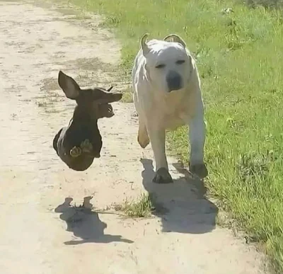 Прикольні собаки - фото 854973