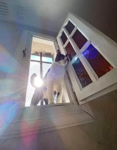 Прикольні коти - фото 854974