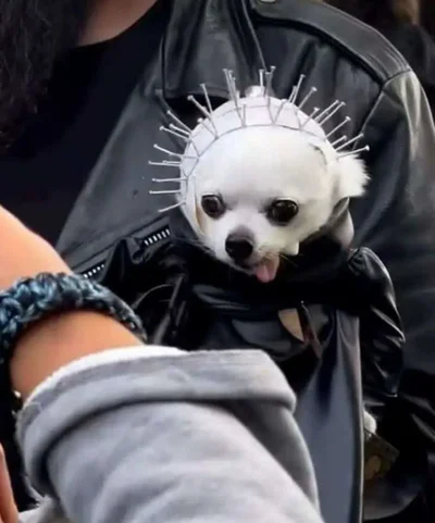 Смішні фото собак - фото 854975