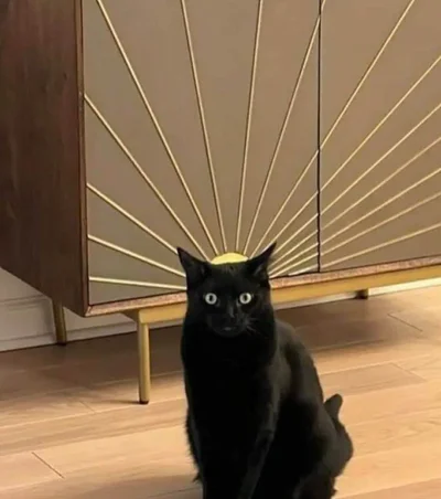 Смішні котики - фото 854976