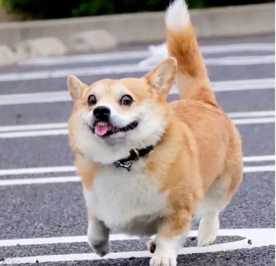 Смішні собачки - фото 854977