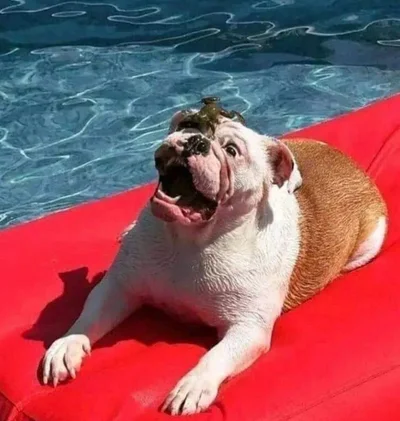 Смішні собаки породи - фото 854978