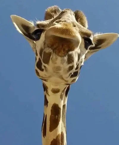 Смішні тваринки - фото 854979