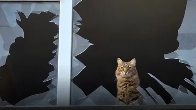 Одеський кіт після російського удару насмішив мережу: "Українці такі українці"
