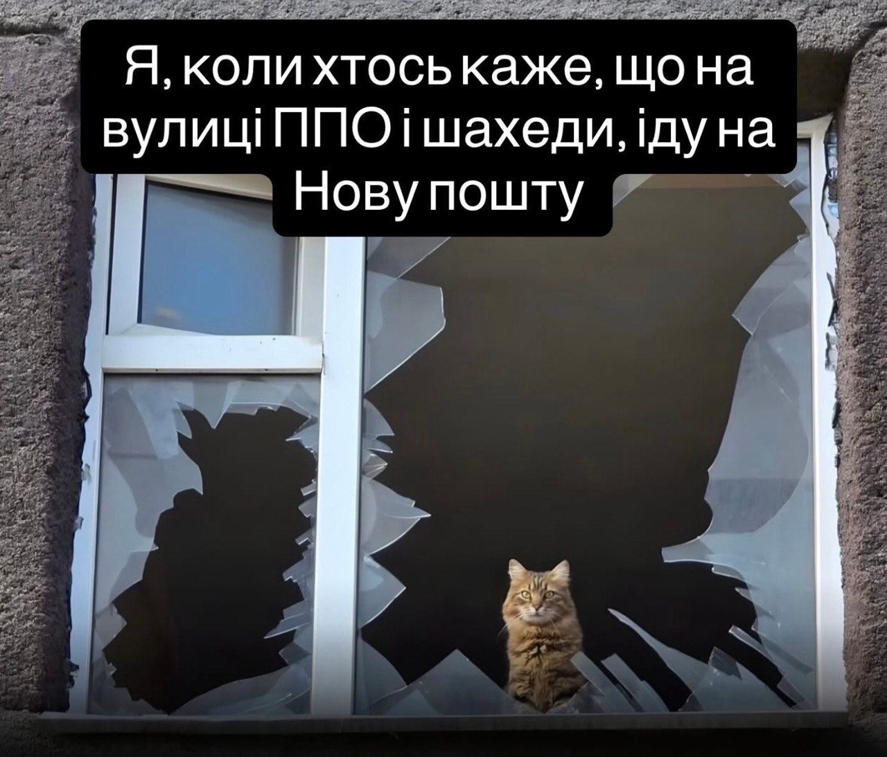 Одесский кот после российского удара насмешил сеть: 'Украинцы такие украинцы' - 855239 Одесский кот после российского удара насмешил сеть: 'Украинцы такие украинцы' - фото 855239
