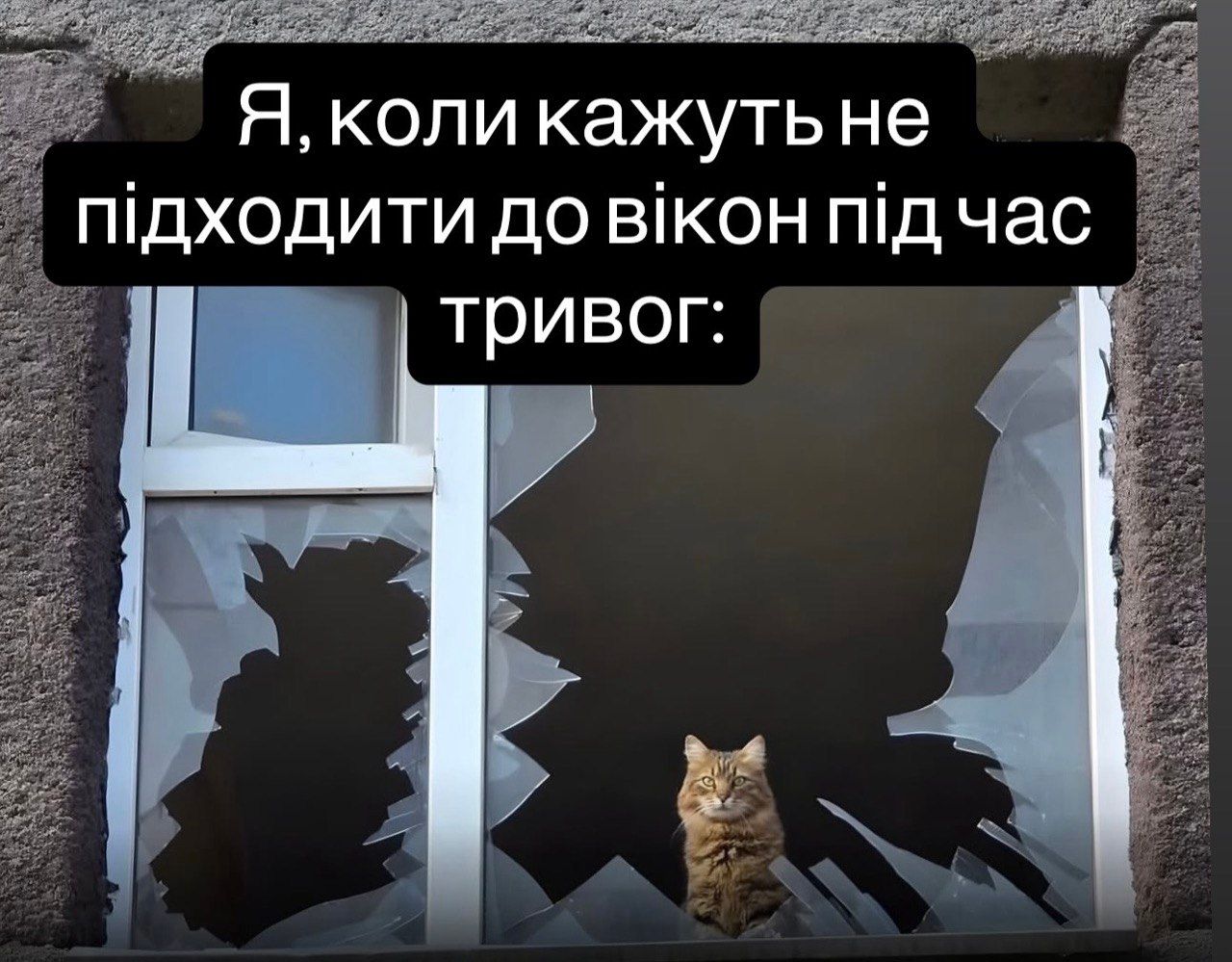 Одесский кот после российского удара насмешил сеть: 'Украинцы такие украинцы' - 855241 Одесский кот после российского удара насмешил сеть: 'Украинцы такие украинцы' - фото 855241