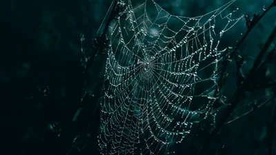 Дівчина мало не торкнулась величезного павука - епічна реакція потрапила на відео