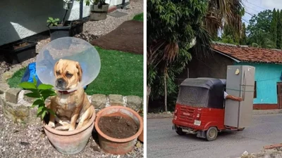 Неочікувані вуличні моменти, які доводять: наш світ - це один великий стендап