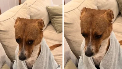 Чому ніхто не сказав, що дощ мокрий: промокла собака стала зіркою мережі