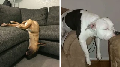 15 разів, коли собаки заснули у максимально незручних та смішних позах