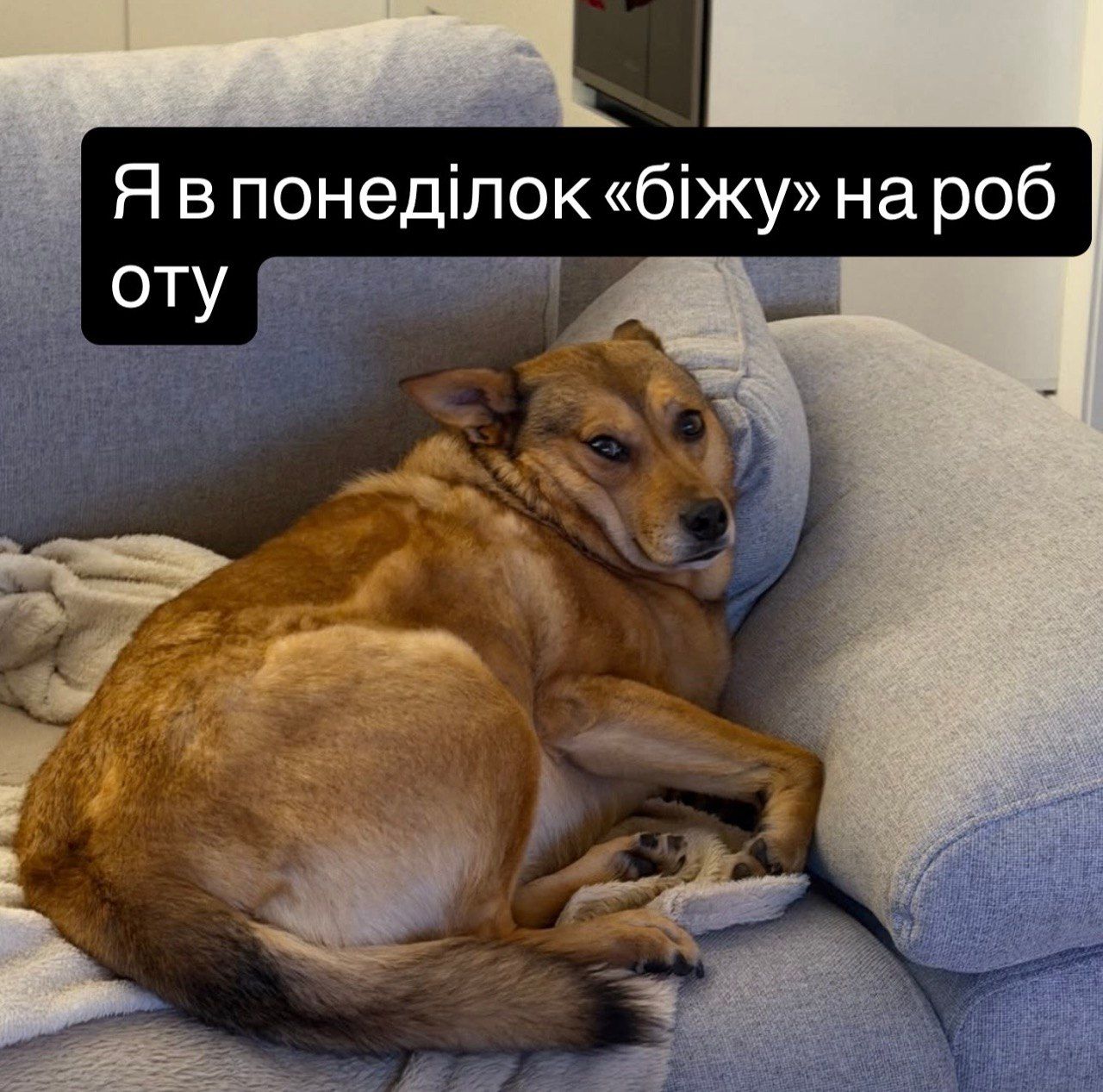 Мемы, которые идеально передают настроение перед понедельником - 855509 Мемы, которые идеально передают настроение перед понедельником - фото 855509