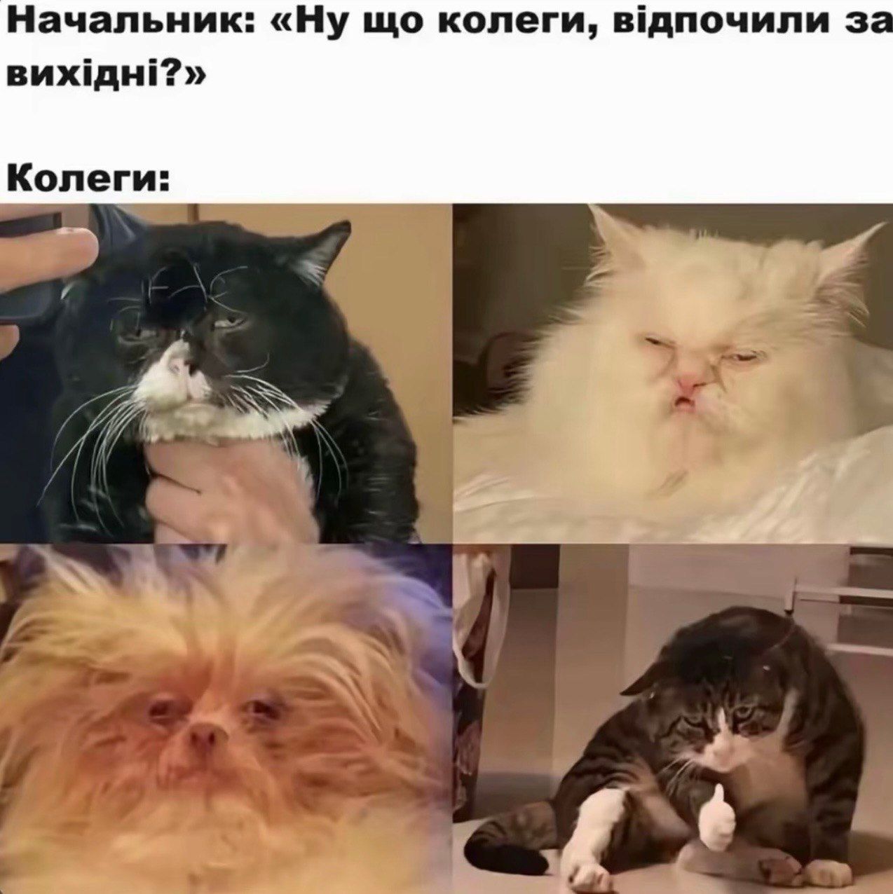 Мемы, которые идеально передают настроение перед понедельником - 855513 Мемы, которые идеально передают настроение перед понедельником - фото 855513