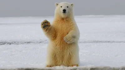 300-кілограмовий ведмідь дуркує у крижаній ванні - відео, яке трапляється не щодня